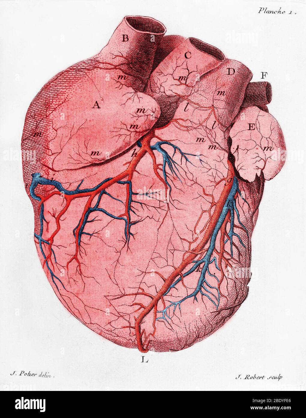 Heart, Anatomical Illustration, 18th Century Stock Photo