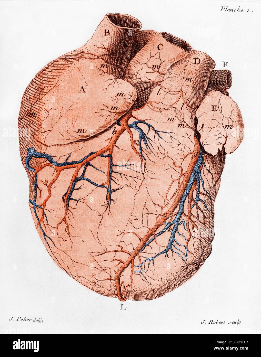 Heart, Anatomical Illustration, 18th Century Stock Photo