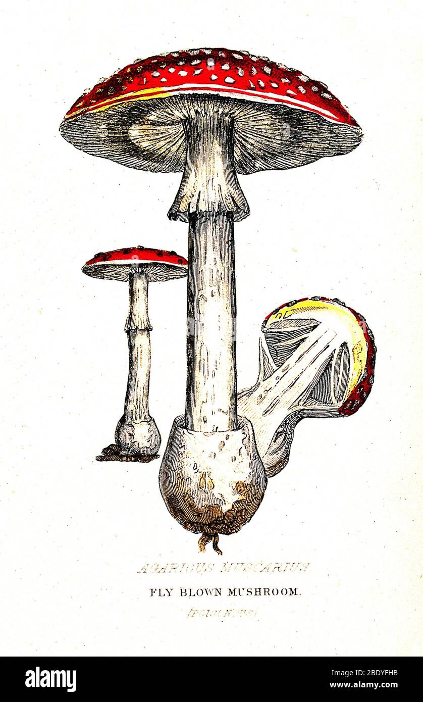 Poisonous Fly-Blown Mushroom, Illustration Stock Photo