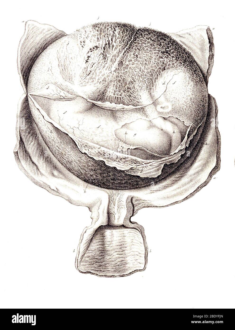 History of the fetus Cut Out Stock Images & Pictures Alamy