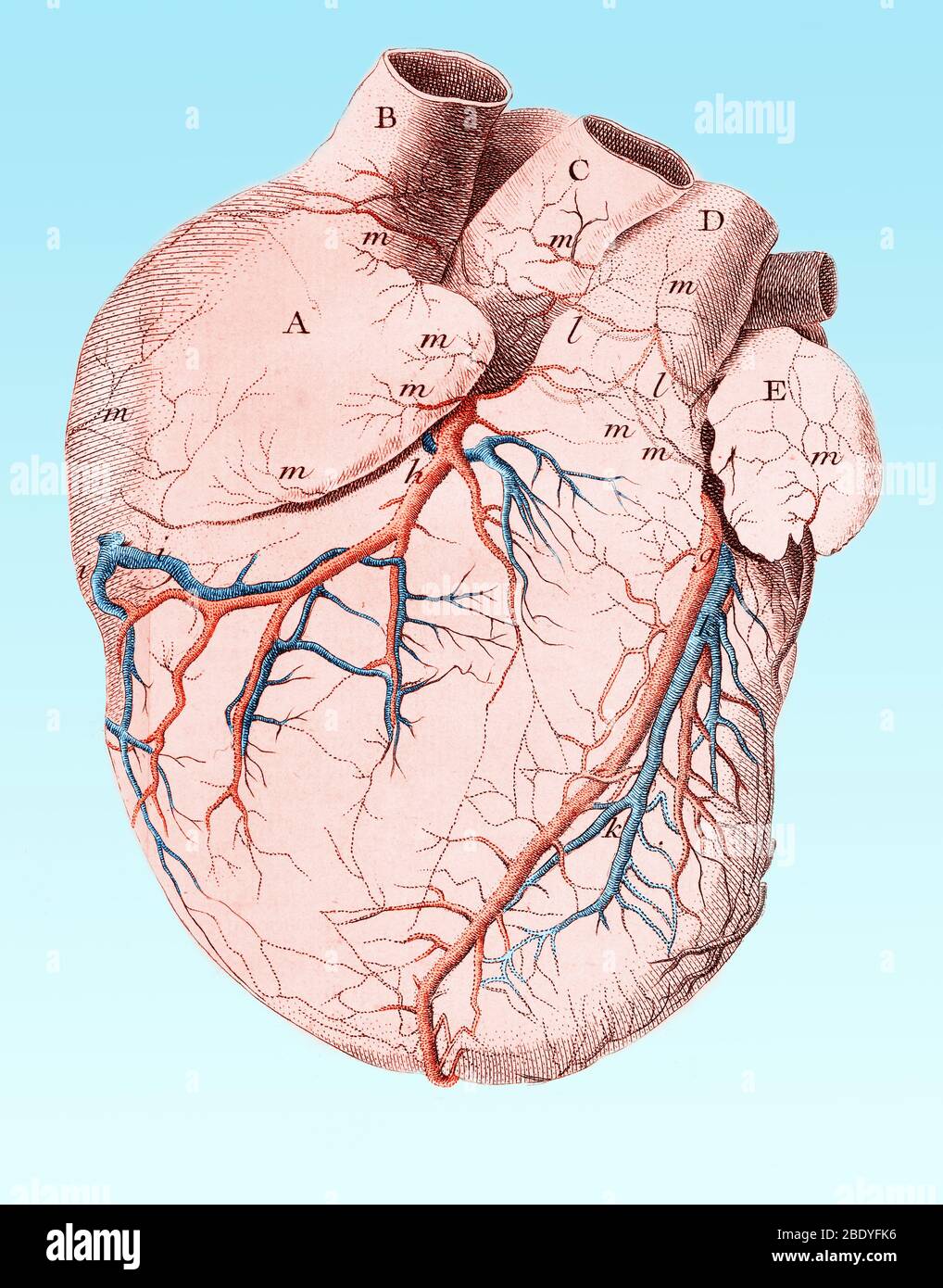 Heart, Anatomical Illustration, 18th Century Stock Photo