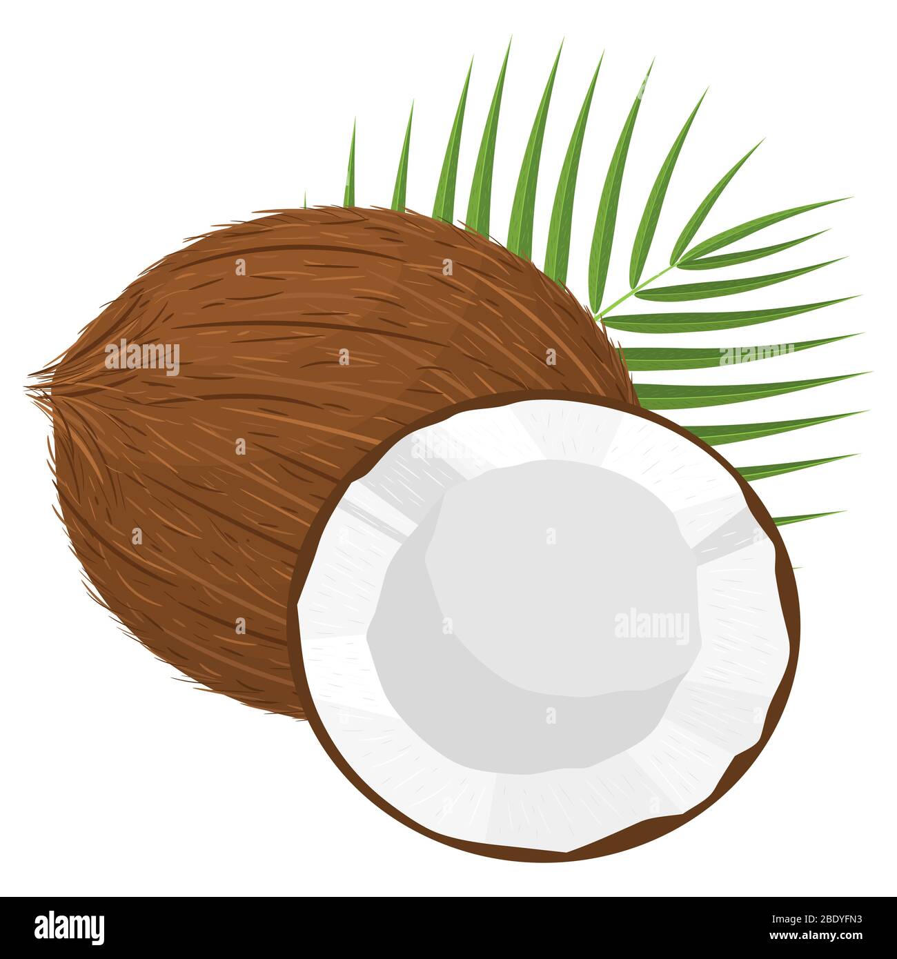 Cartoon detailed brown exotic whole coconut, half and green leaf. Summer fruits for healthy lifestyle. Organic fruit. Cartoon style. Vector illustrati Stock Vector Image & Art - Alamy Cartoon detailed brown exotic whole coconut, half and green leaf. Summer fruits for healthy lifestyle. Organic fruit. Cartoon style. Vector illustrati Stock Vector Image & Art - Alamy