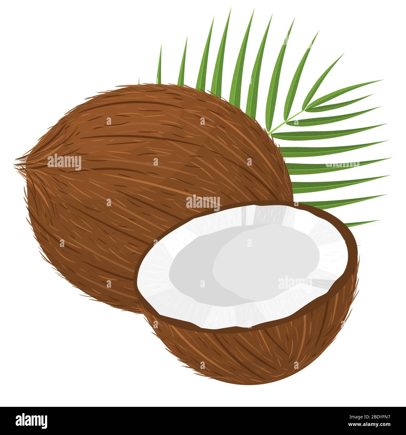 Cartoon detailed brown exotic whole coconut, half and green leaf. Summer  fruits for healthy lifestyle. Organic fruit. Cartoon style. Vector  illustrati Stock Vector Image & Art - Alamy