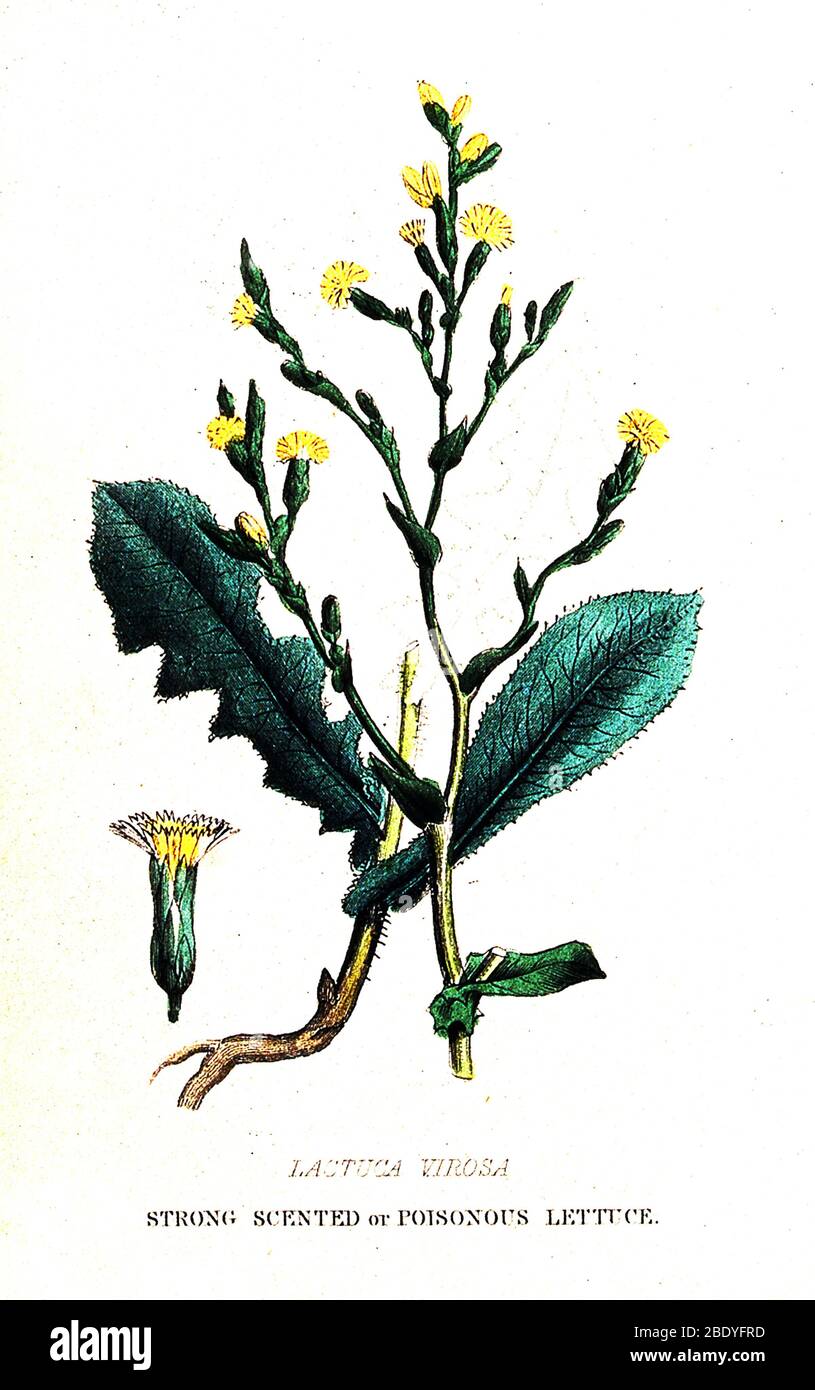 Illustration of Opium Lettuce, Lactuca virosa Stock Photo