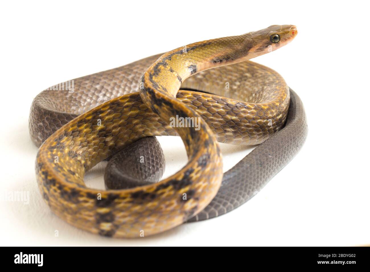 Coelognathus flavolineatus, the black copper rat snake or yellow ...