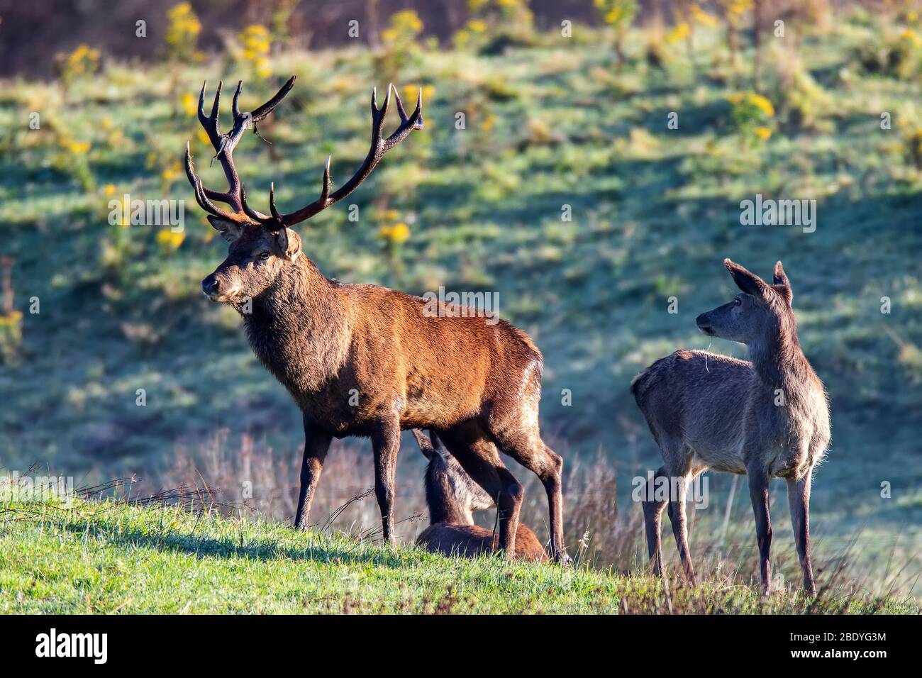 Red Deer Rut , Stag and Hinds Stock Photo