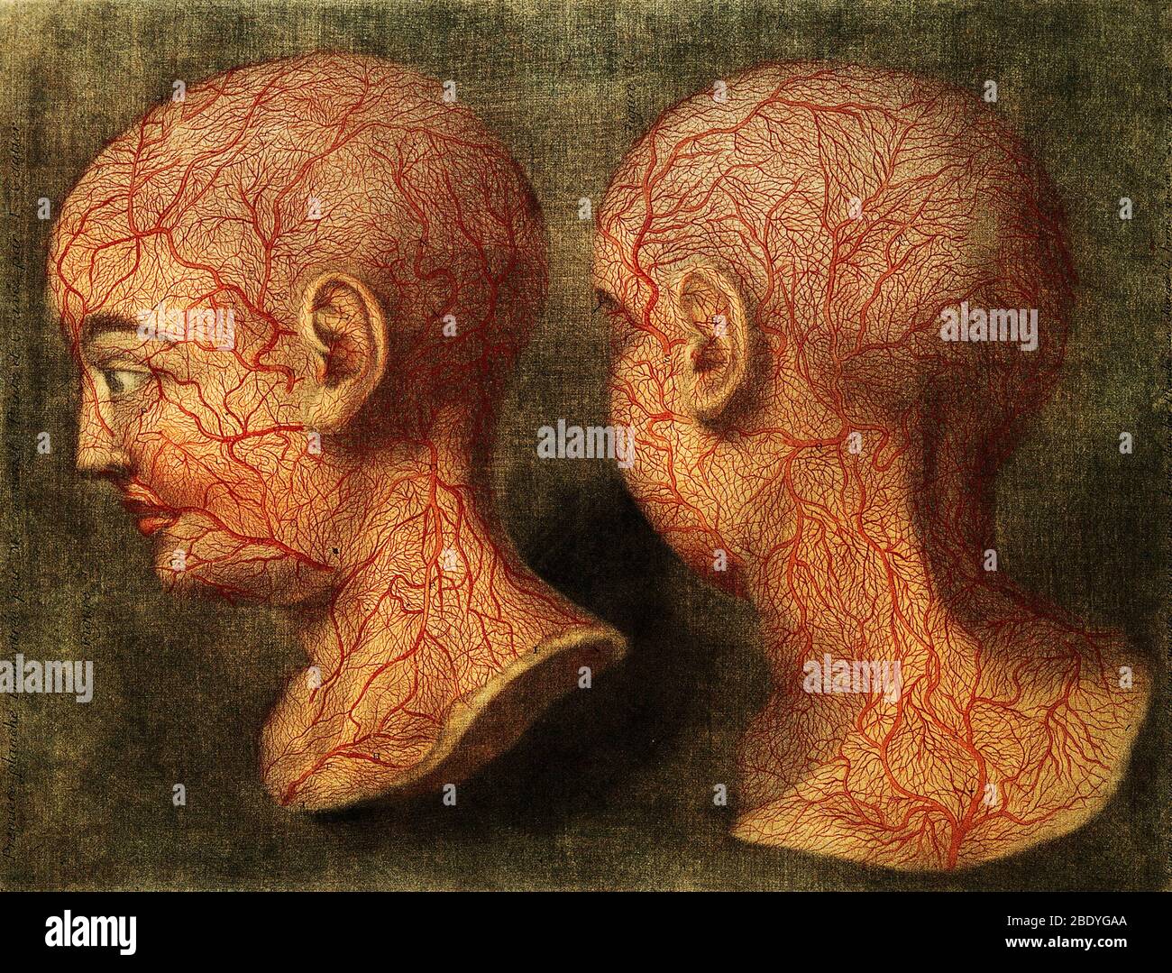 Anatomical Dissection, 18th Century Illustration Stock Photo - Alamy