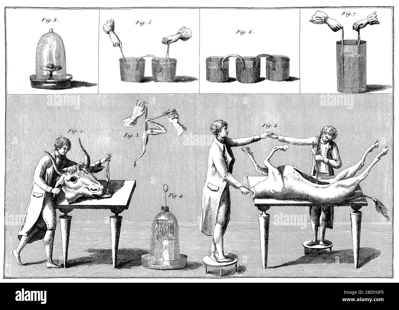 Luigi galvani experiment hires stock photography and images Alamy