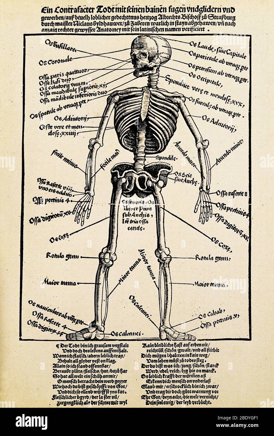 Skeleton with Bones Labeled, 1517 Stock Photo