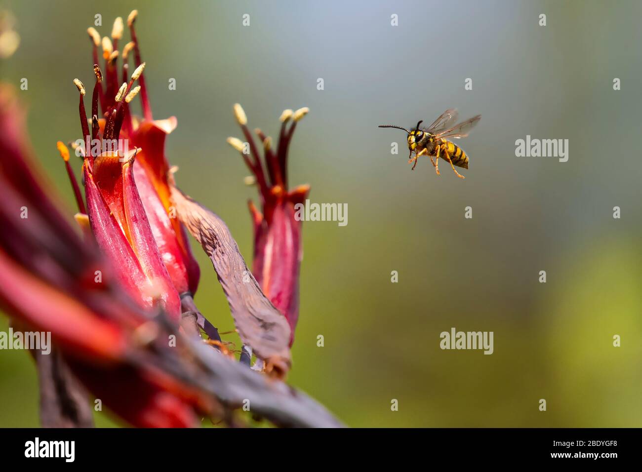 Hi seed photo of a Wasp in flight Stock Photo