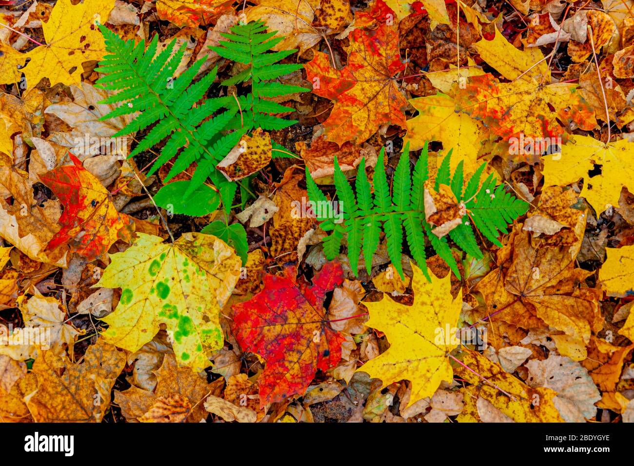 Colorful fallen red orange yellow autumn maple leaves. The green Bush of fern. Close up. Stock Photo