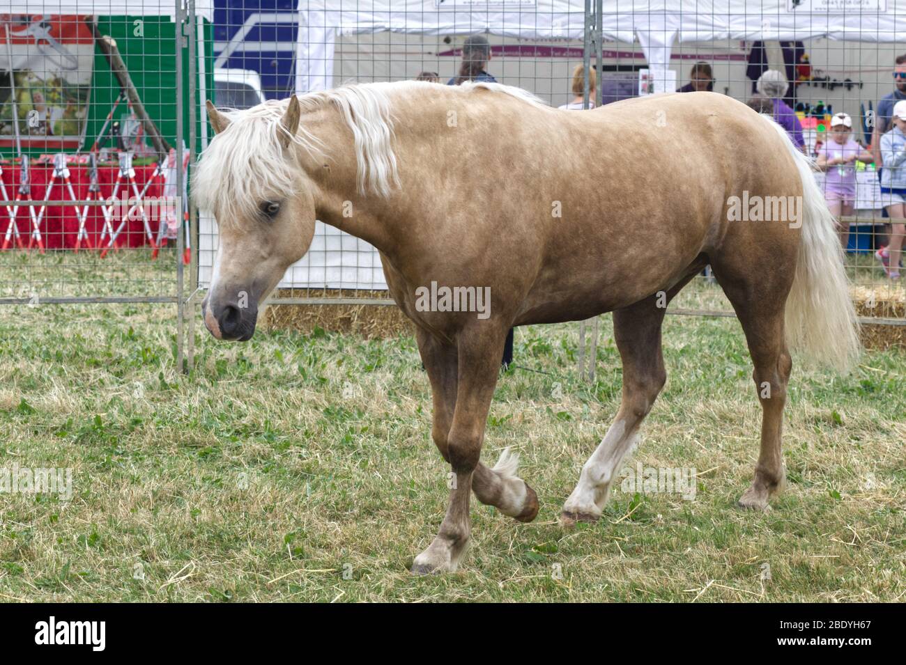 Palomino, American quarter horse in a pen at a showground Stock Photo
