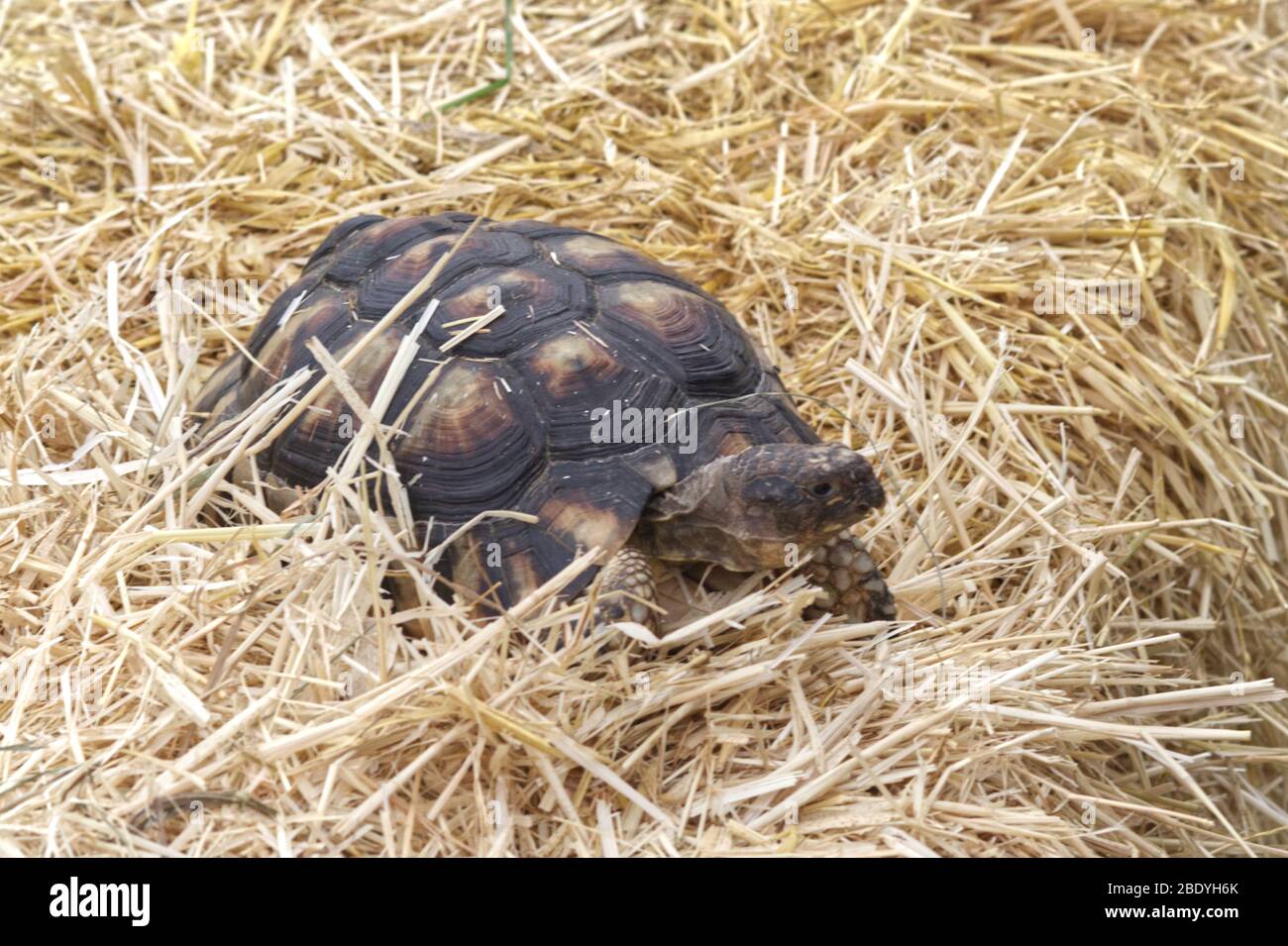 Pet Horsfield tortoise in straw Stock Photo Alamy