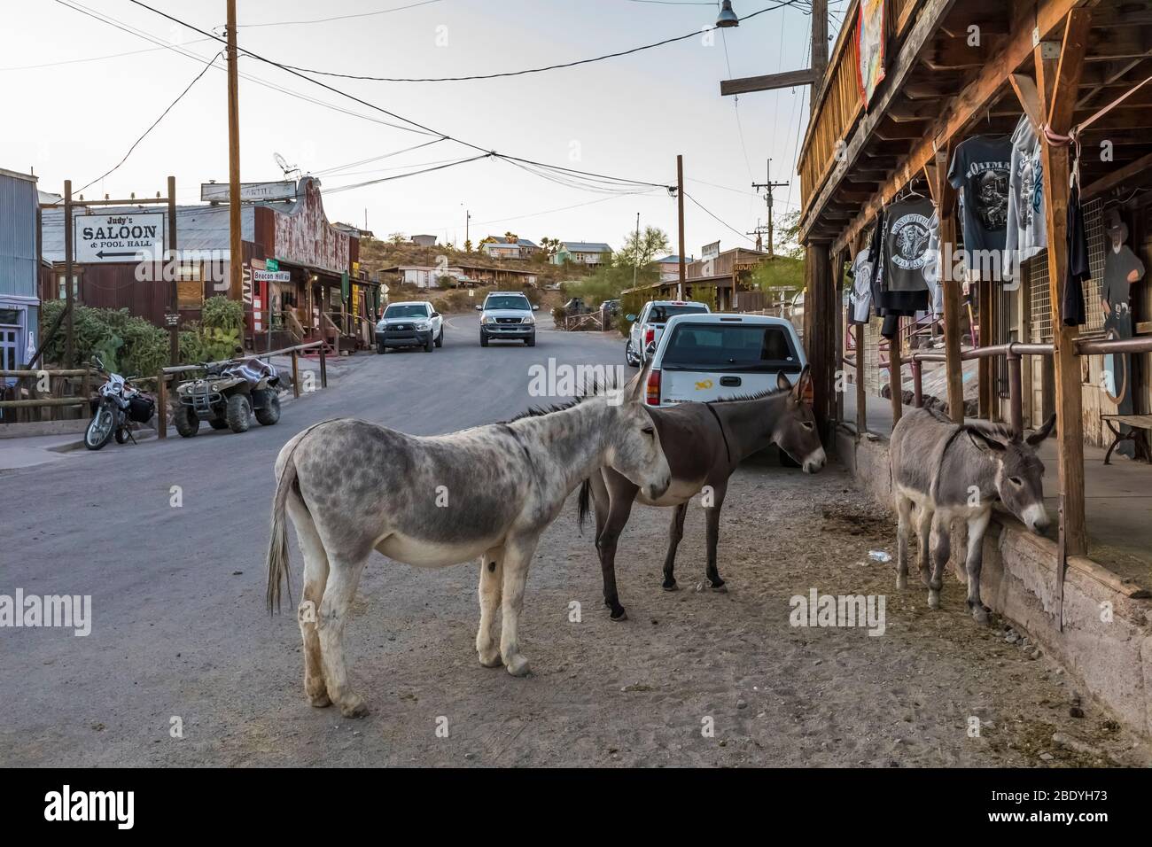 Burros, descendents of those from the old gold mining days,   coexist among tourists and businesses along Historic Route 66 in Oatman, Arizona, USA [N Stock Photo