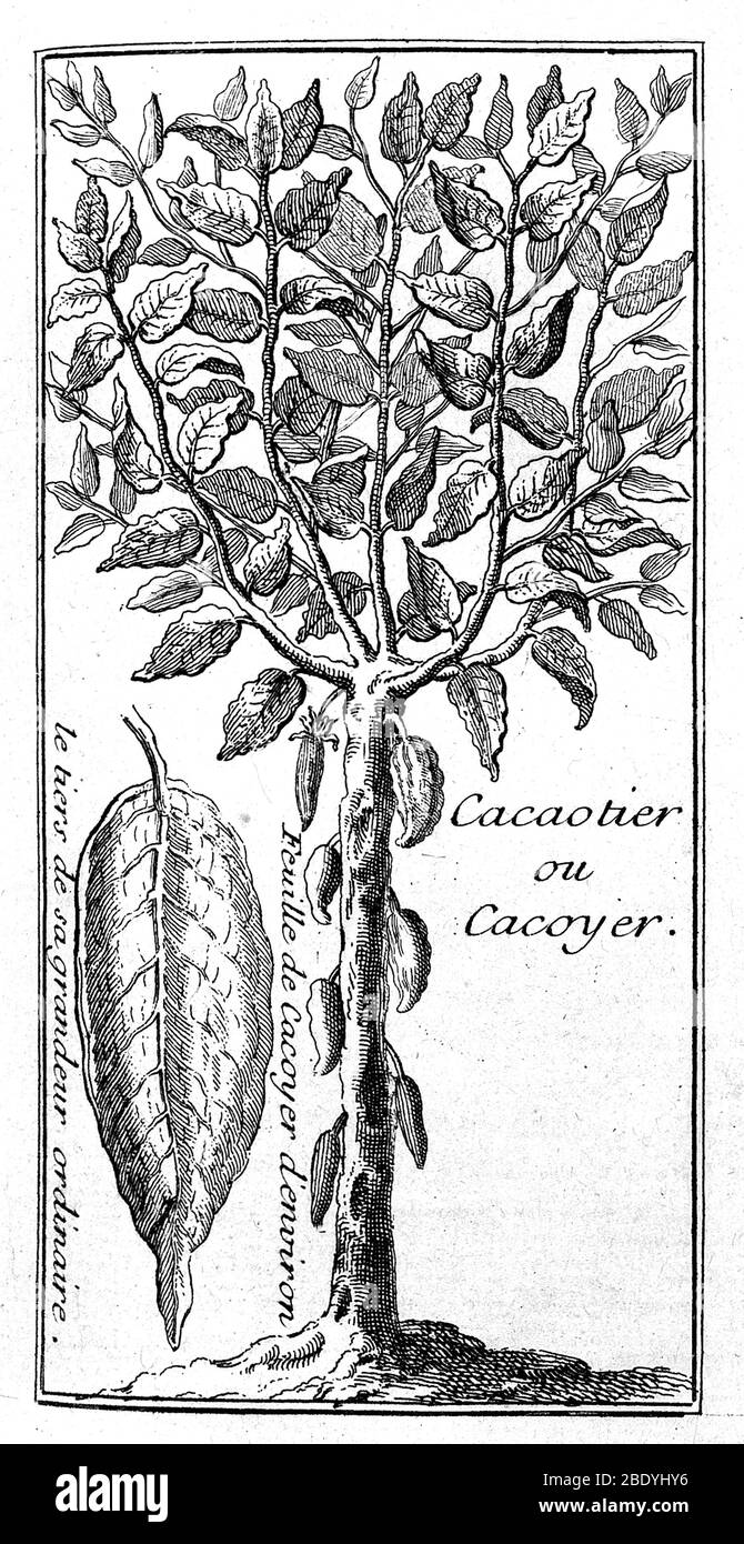 Cocoa Tree, Theobroma Cacao, 1742 Stock Photo