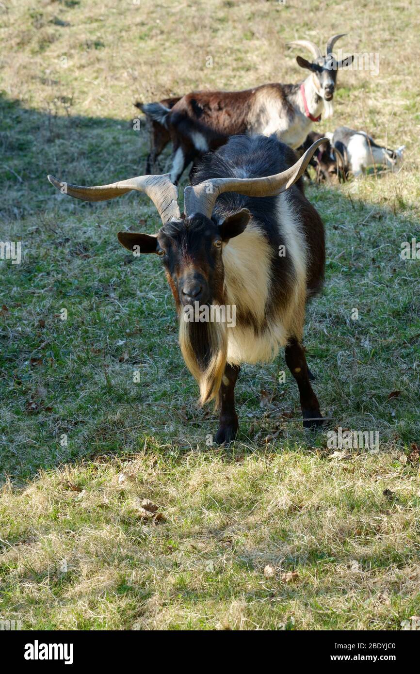 domestic goat  standing in paddock looking at camera zala county hungary Stock Photo