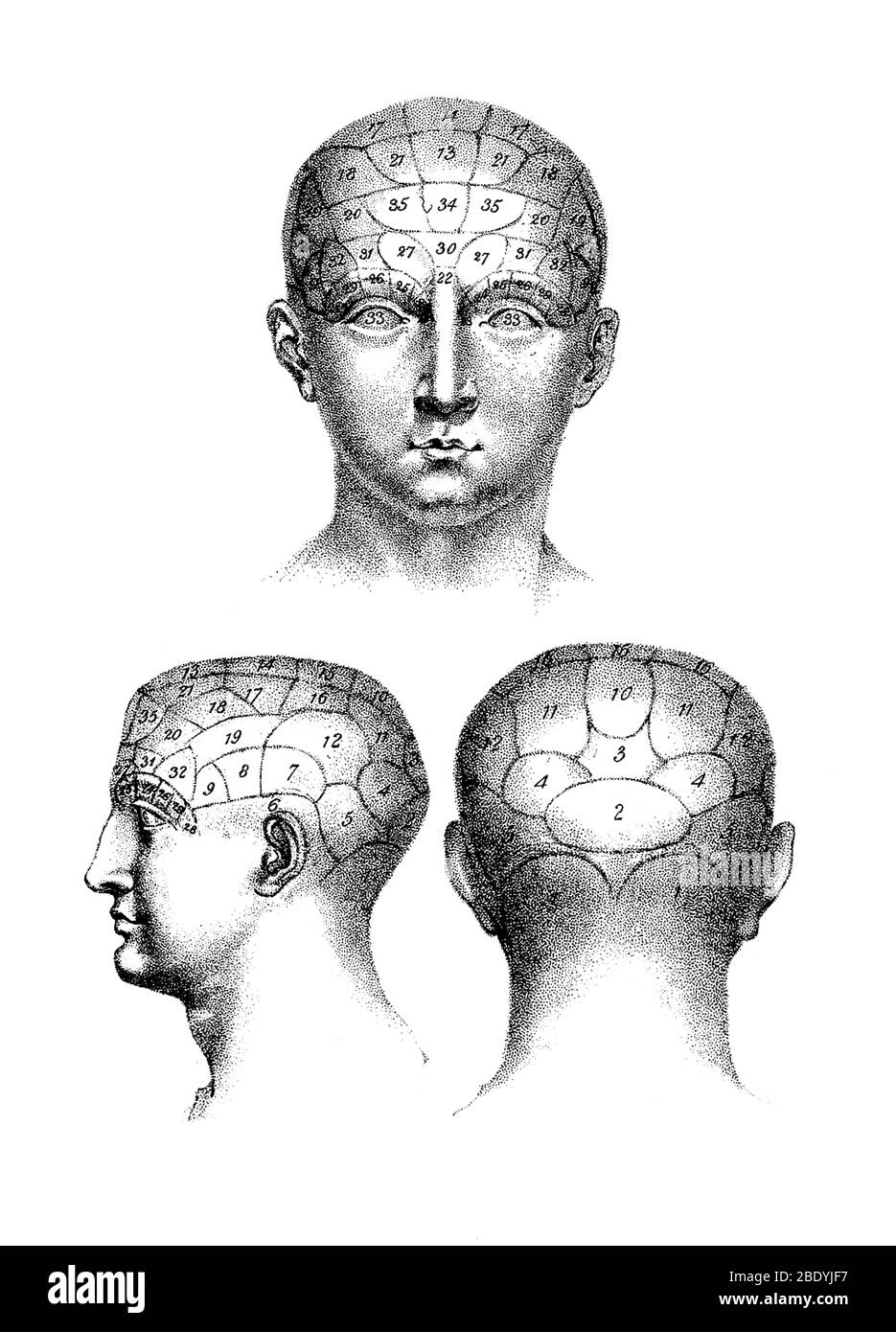 Phrenology Chart, 1825 Stock Photo