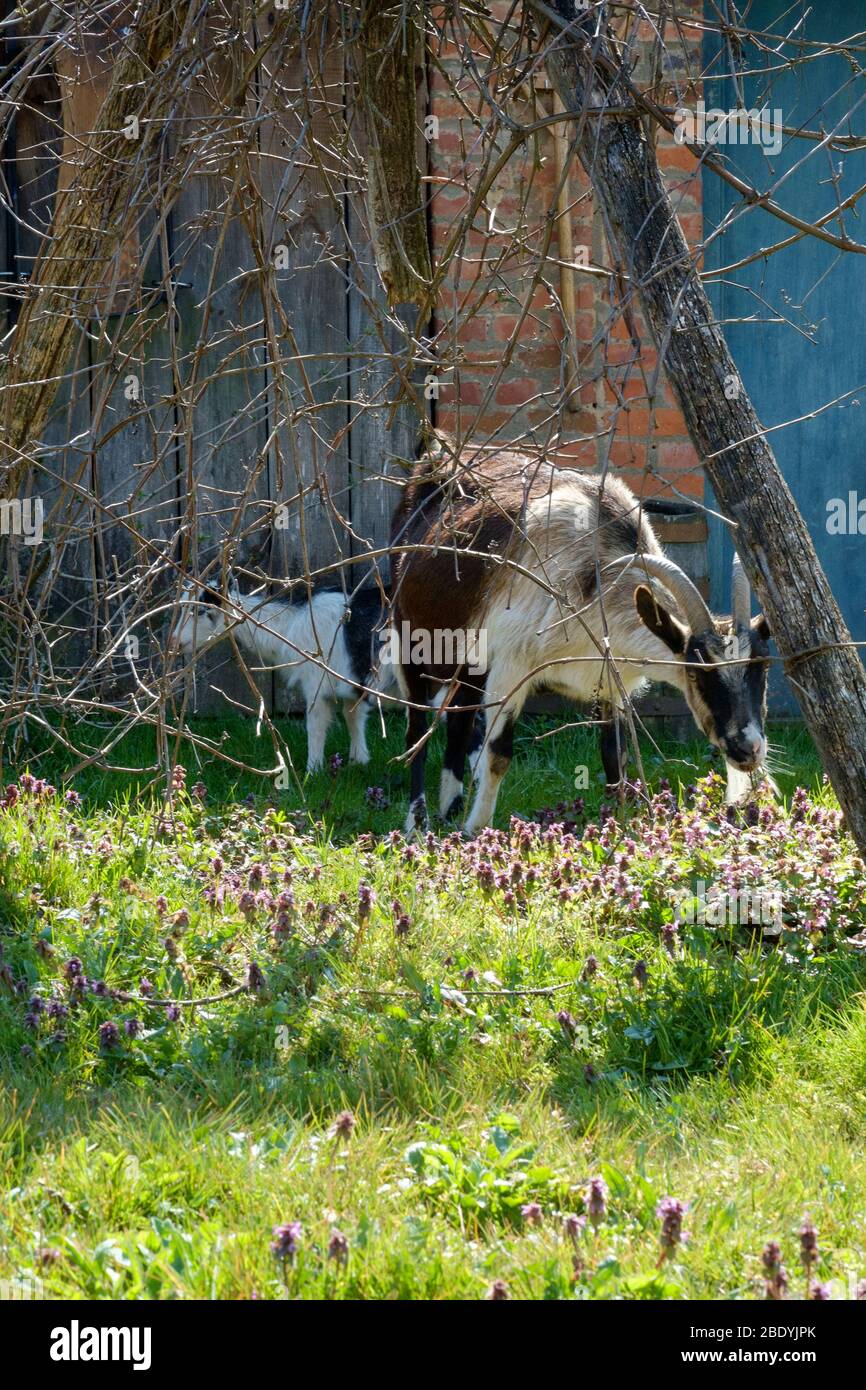 domestic goat and kid standing in a rural garden zala county hungary Stock Photo