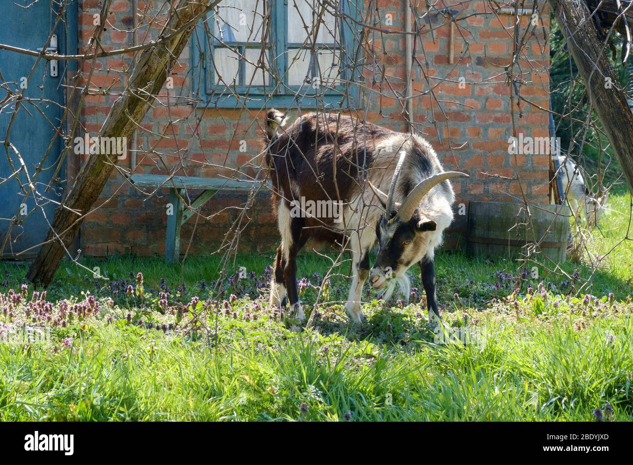 domestic goat standing in a rural garden zala county hungary Stock Photo