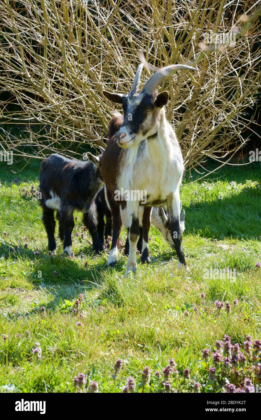 domestic goat and kid standing in a rural garden zala county hungary Stock Photo