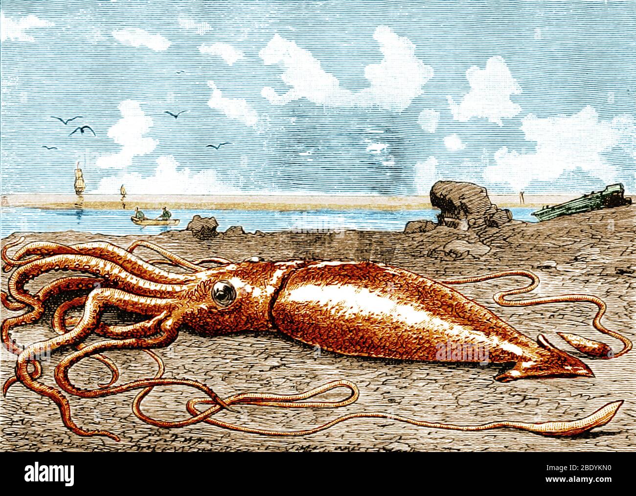 Giant Squid, 1887 Stock Photo