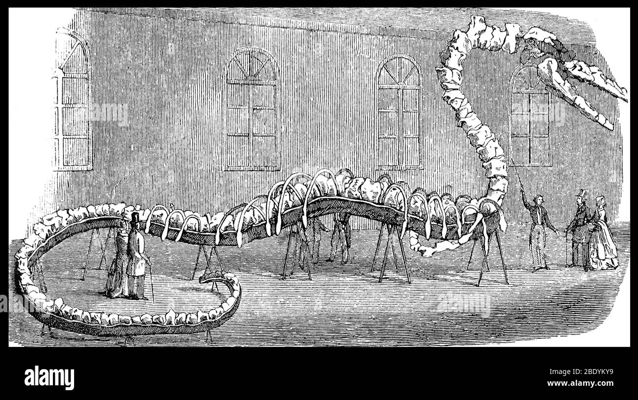 Sea Serpent Hoax, 1845 Stock Photo