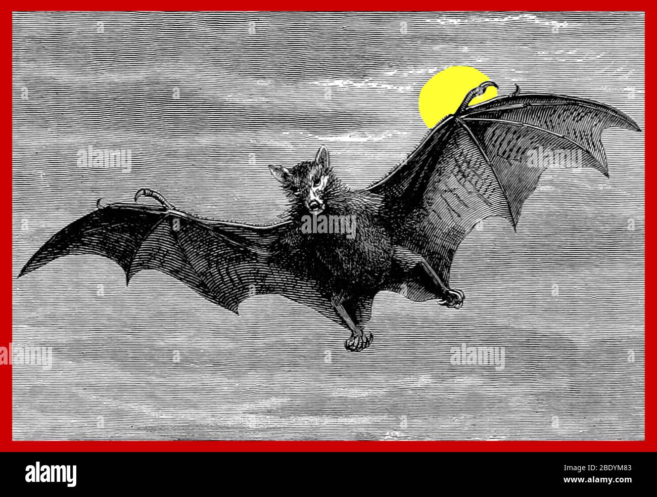 Flying Bat, 1877 Stock Photo