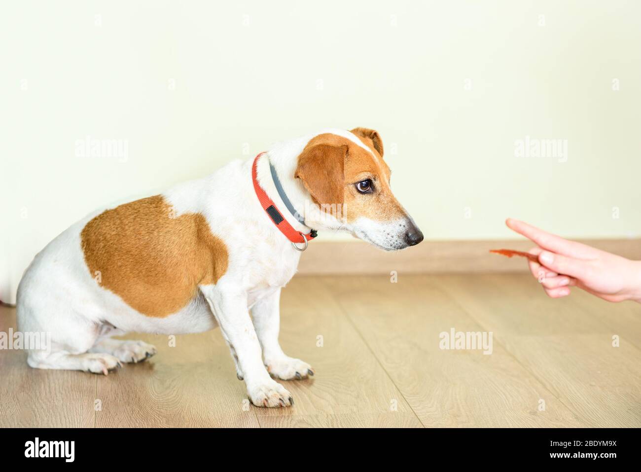 Teaching Puppy Basic Command Sit. Jack Russell Terrier Training Stock