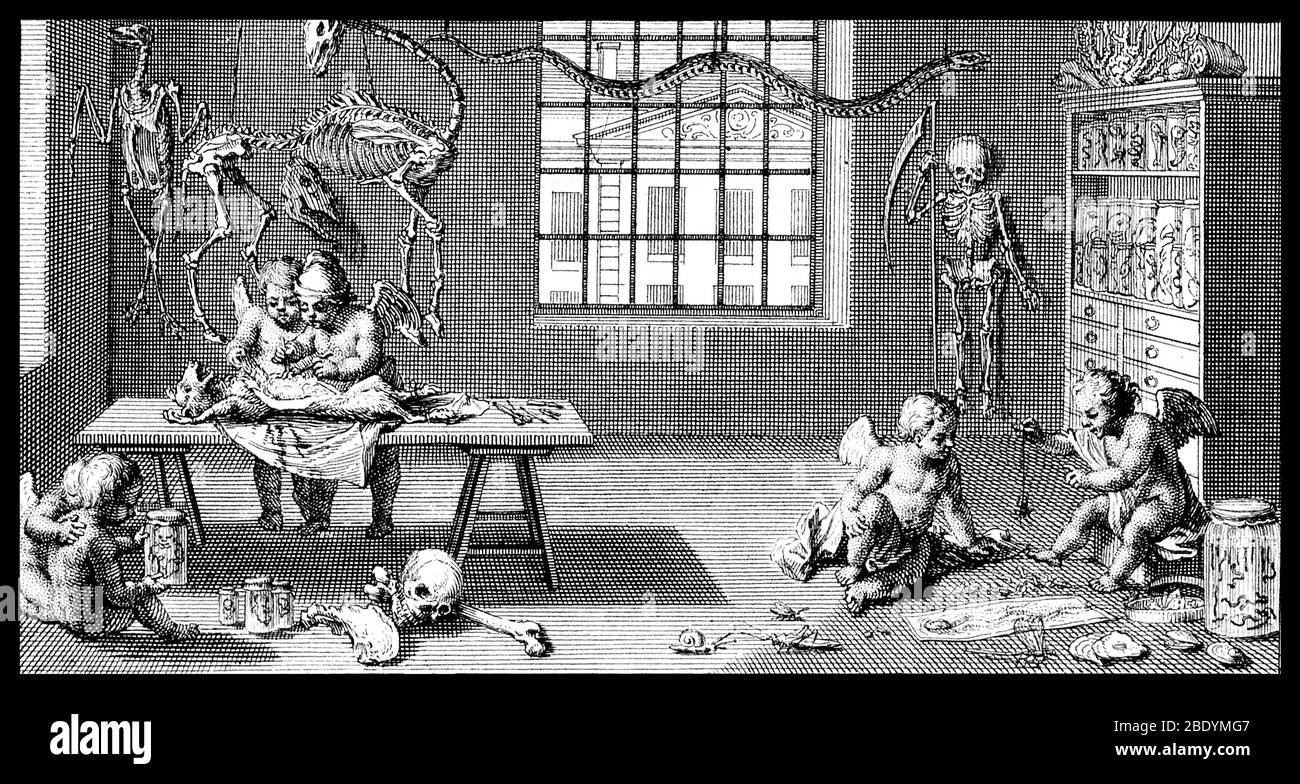 Anatomy and Natural History, 1729 Stock Photo