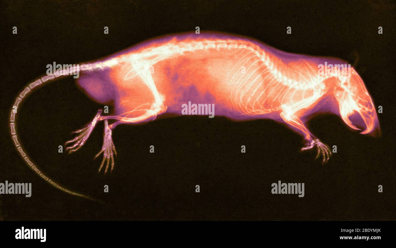 Rat, Xray, 1896 Stock Photo Alamy