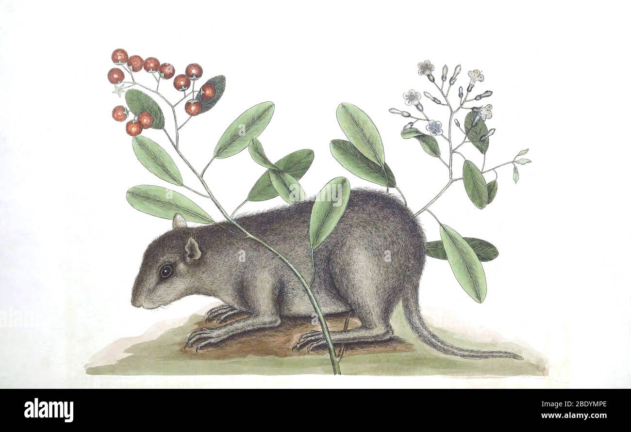 Geocapromys ingrahami hires stock photography and images Alamy