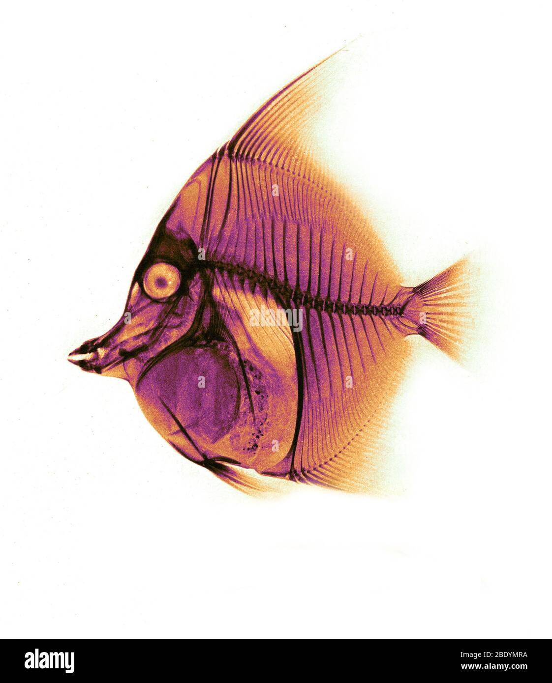 Moorish Idol Fish, X-ray, 1896 Stock Photo
