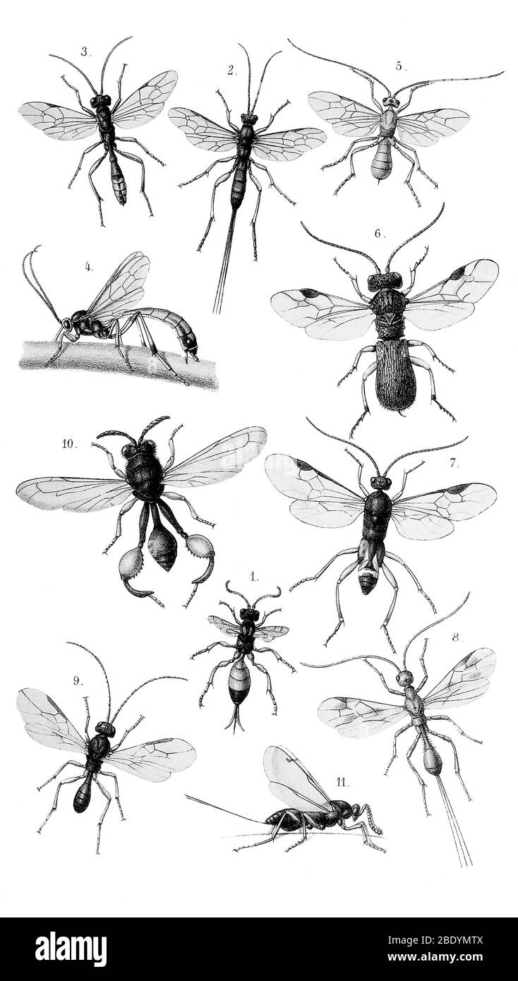 Parasitoid Wasps Stock Photo