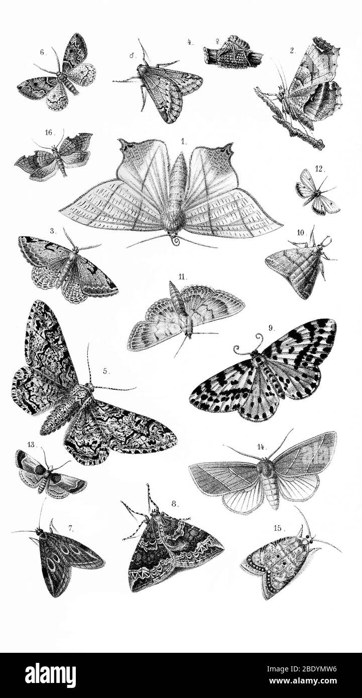 Various Moths Stock Photo