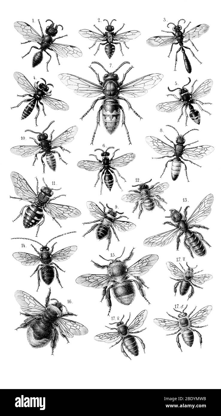 Bees and Wasps Stock Photo