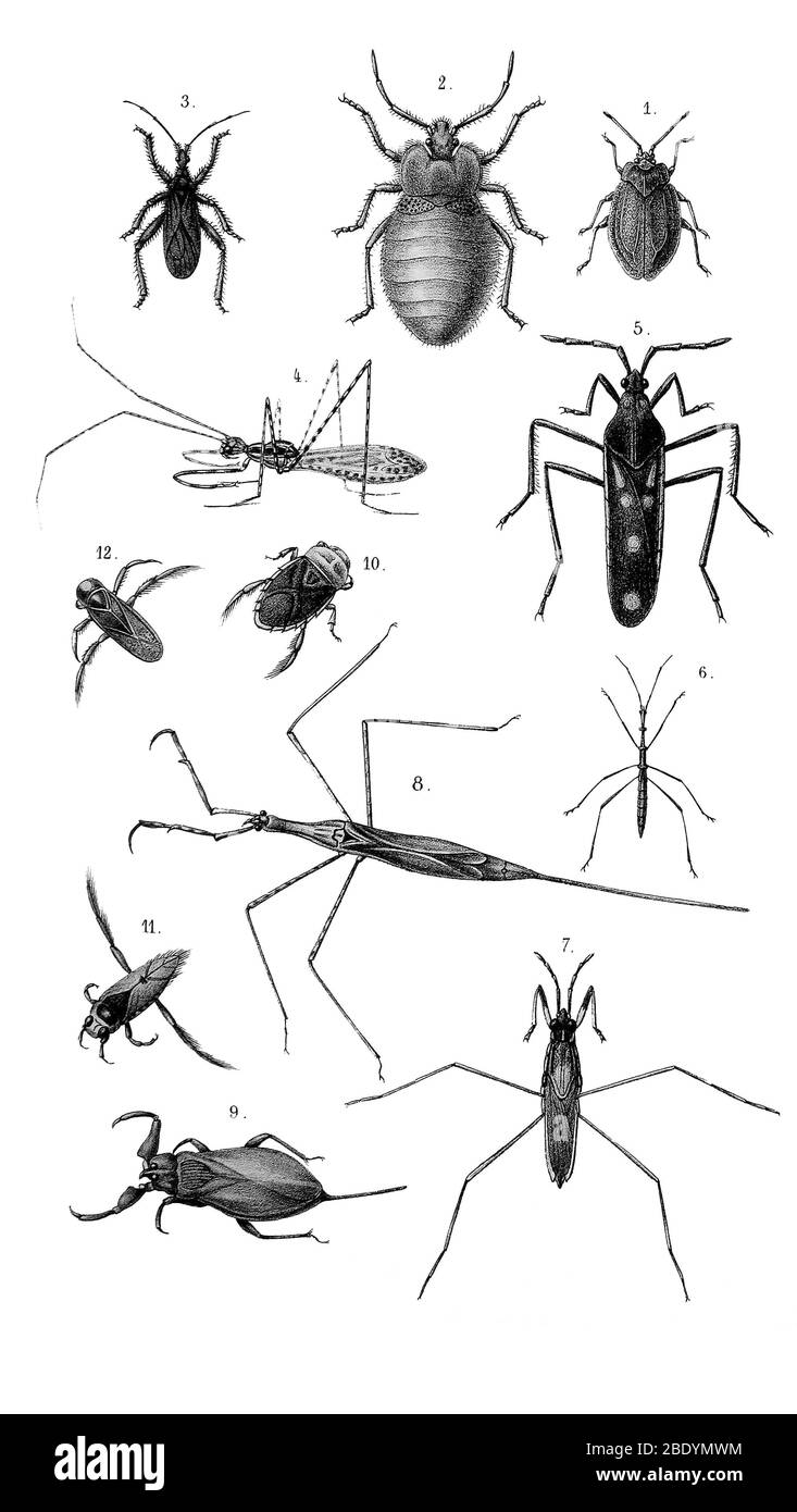 Various True Bugs Stock Photo