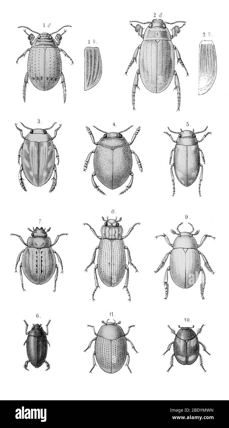 Water Beetles Stock Photo