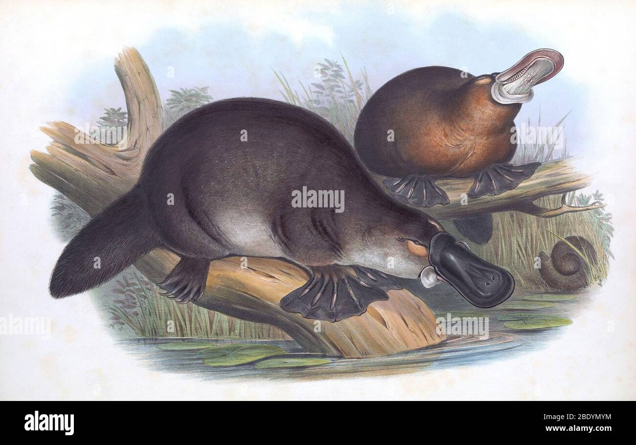 What Do You Call A Group Of Duck Billed Platypus at Adam Trevino blog