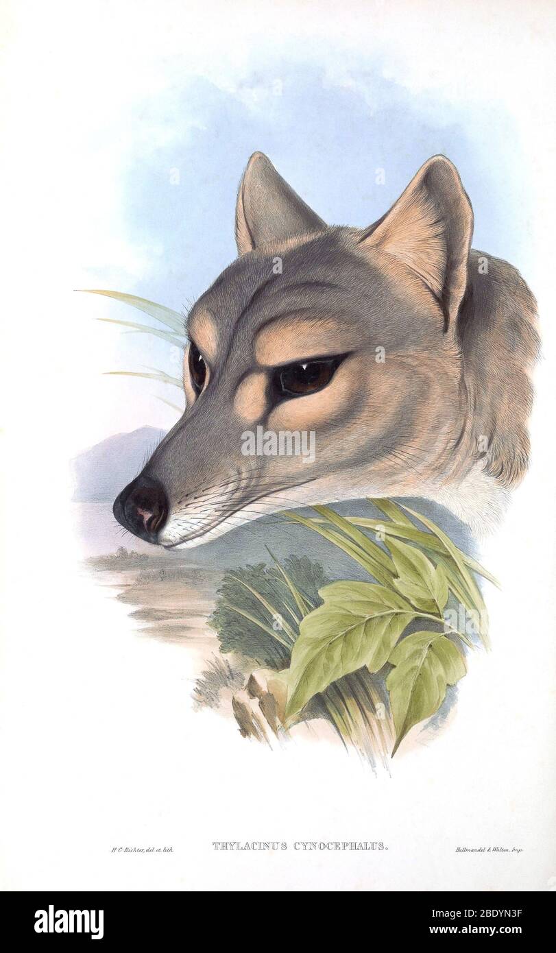 Thylacine Portrait Stock Photo