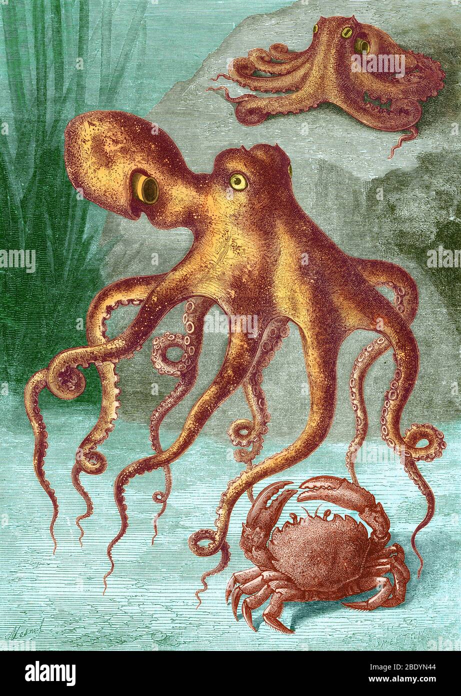 Octopi and Crab, 1833 Stock Photo