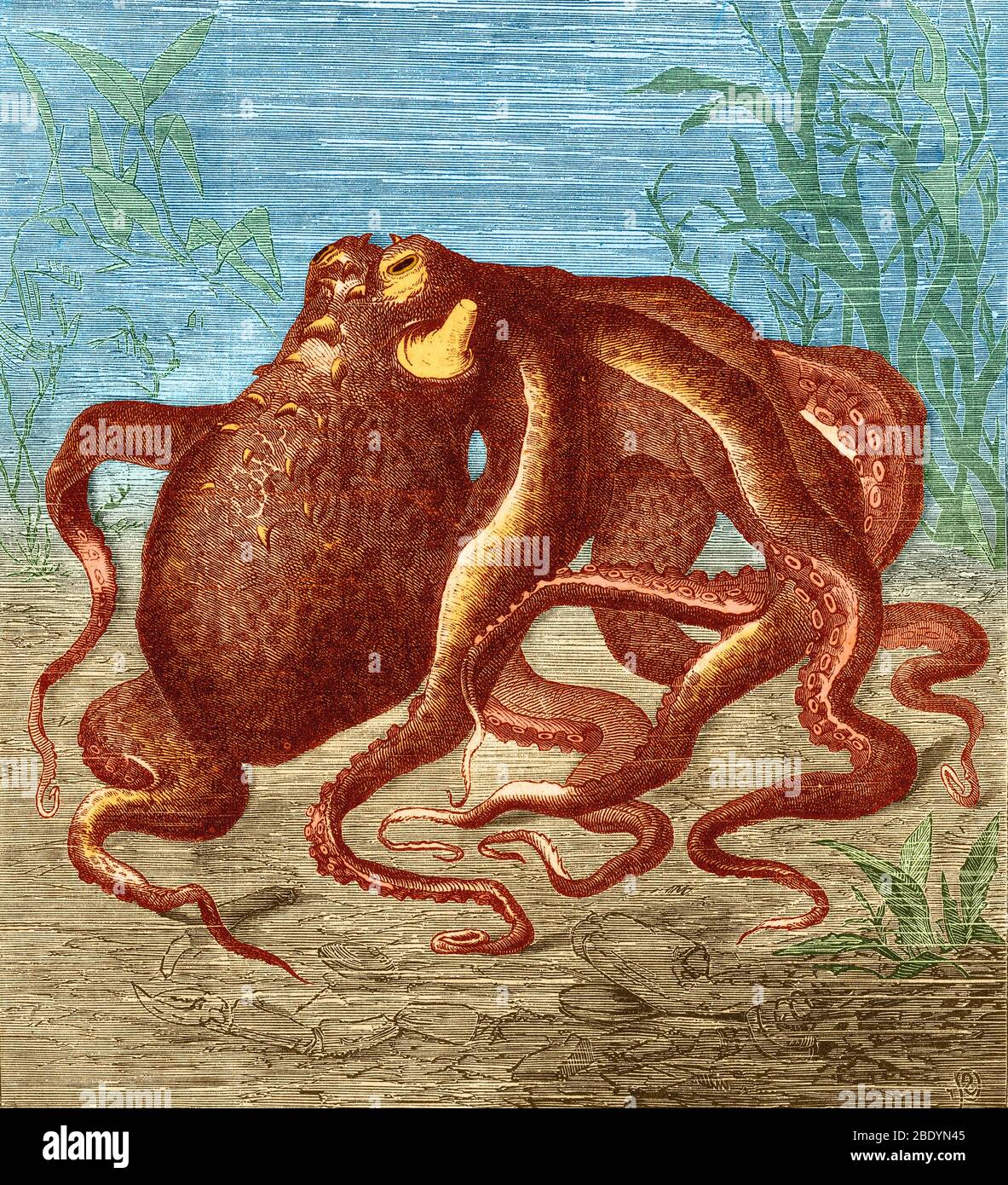 Octopus, 1873 Stock Photo
