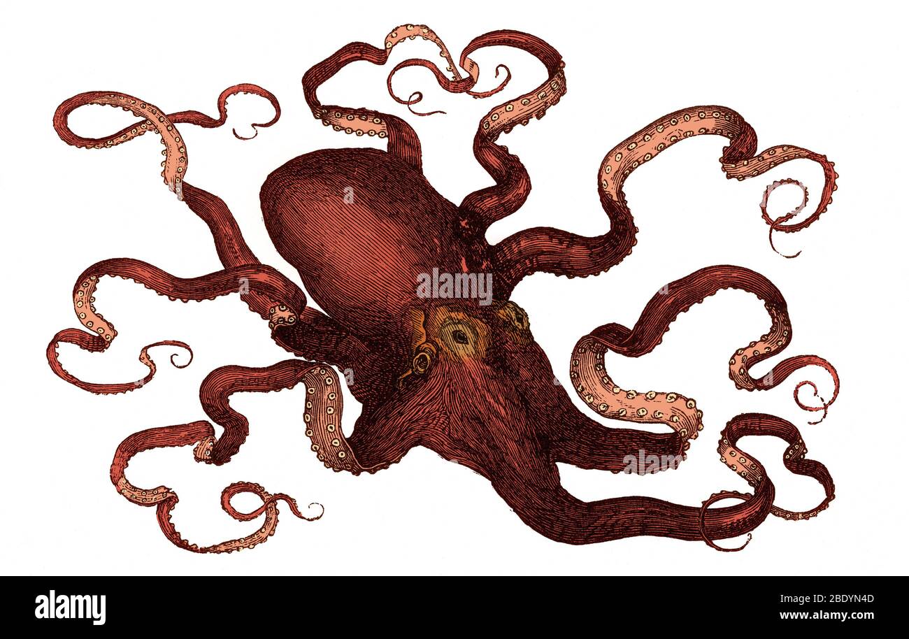 Octopus, 19th Century Stock Photo