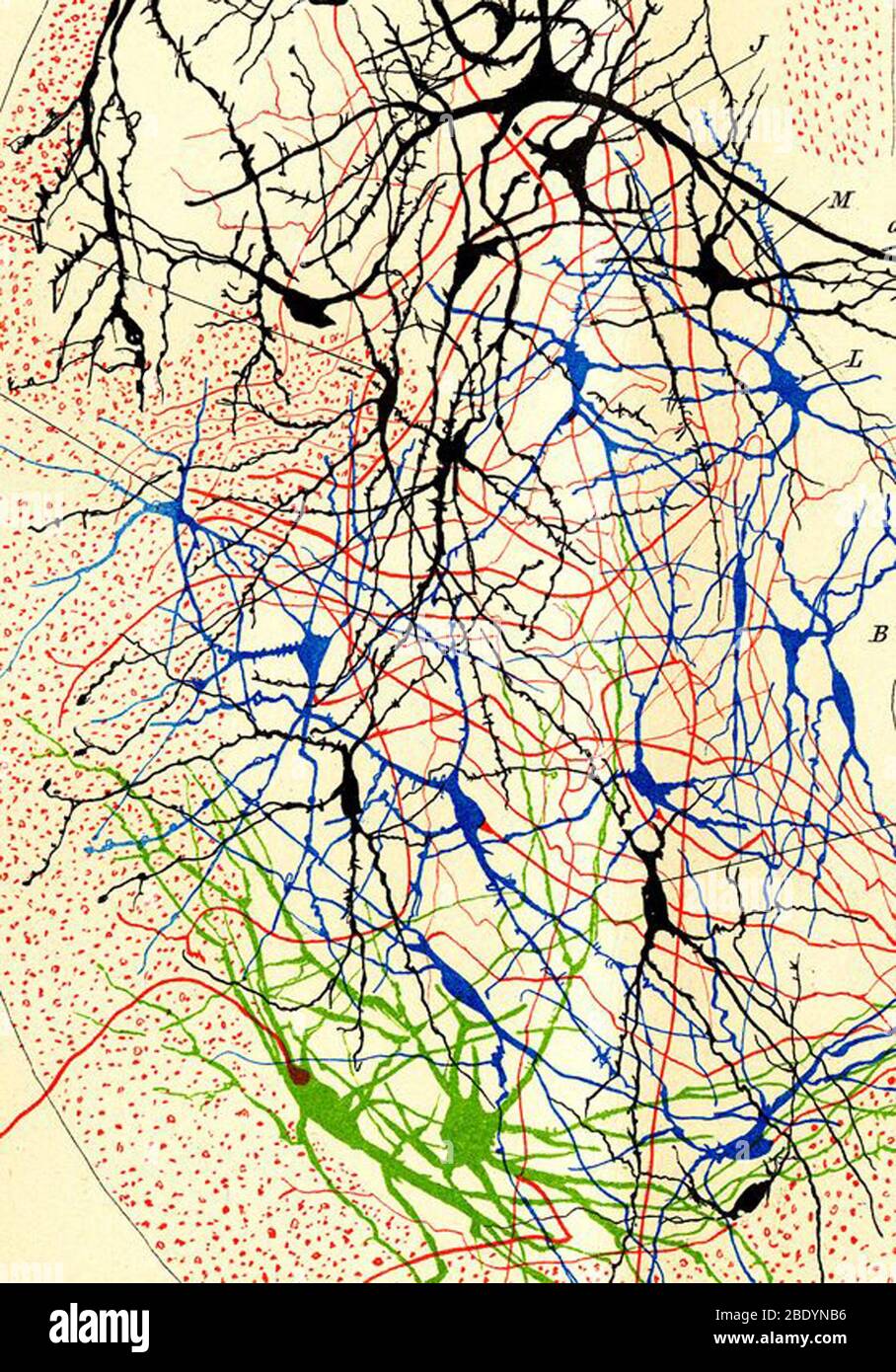 Cajal, Nerve Cells Stock Photo