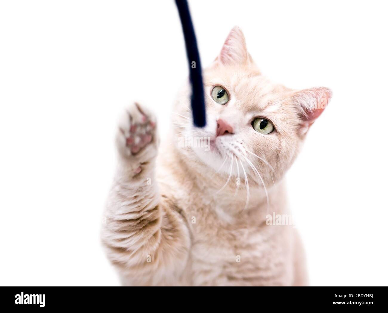 A buff tabby domestic shorthair cat raising its paw to play with a