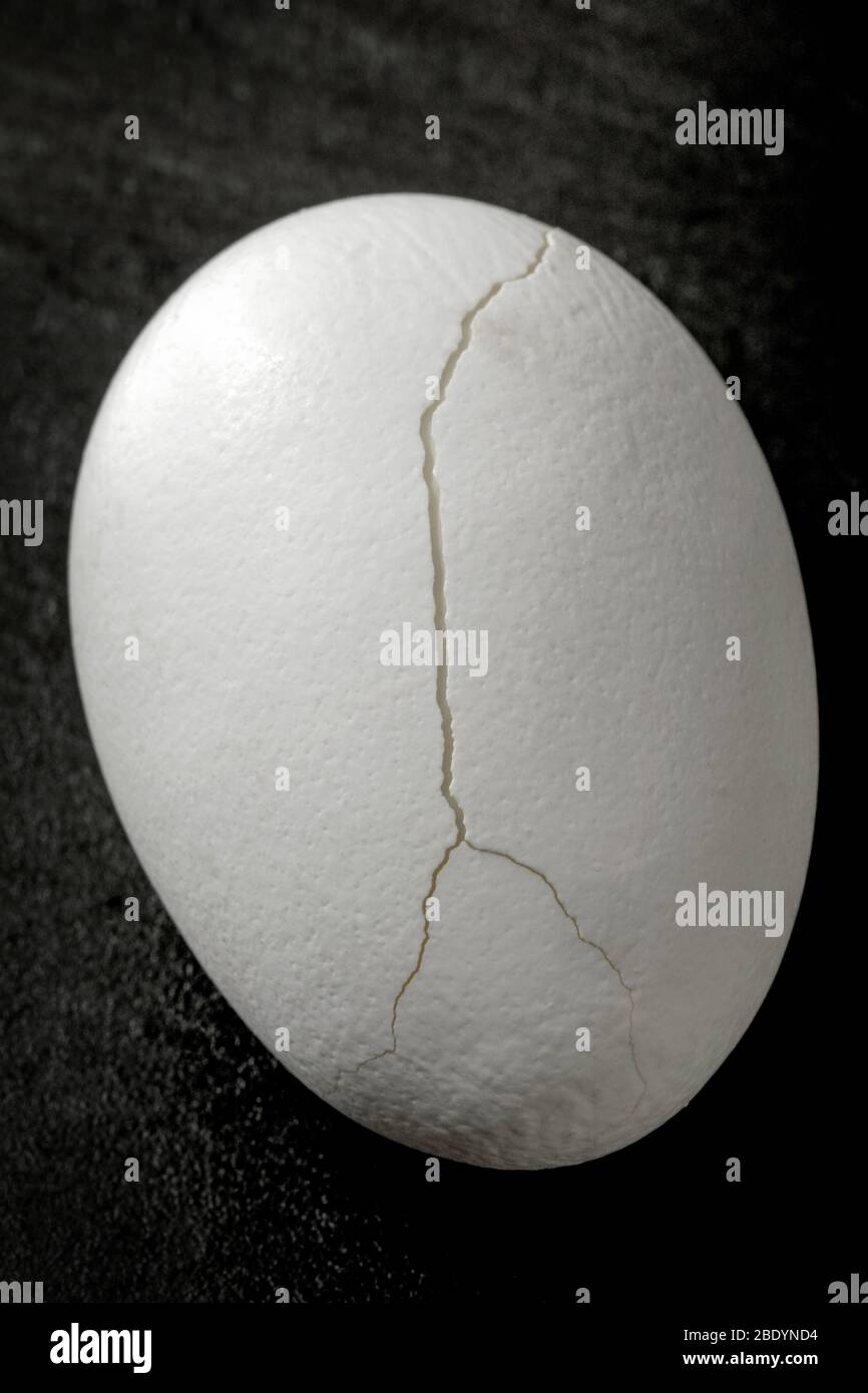 A broken white egg on black background. Stock Photo