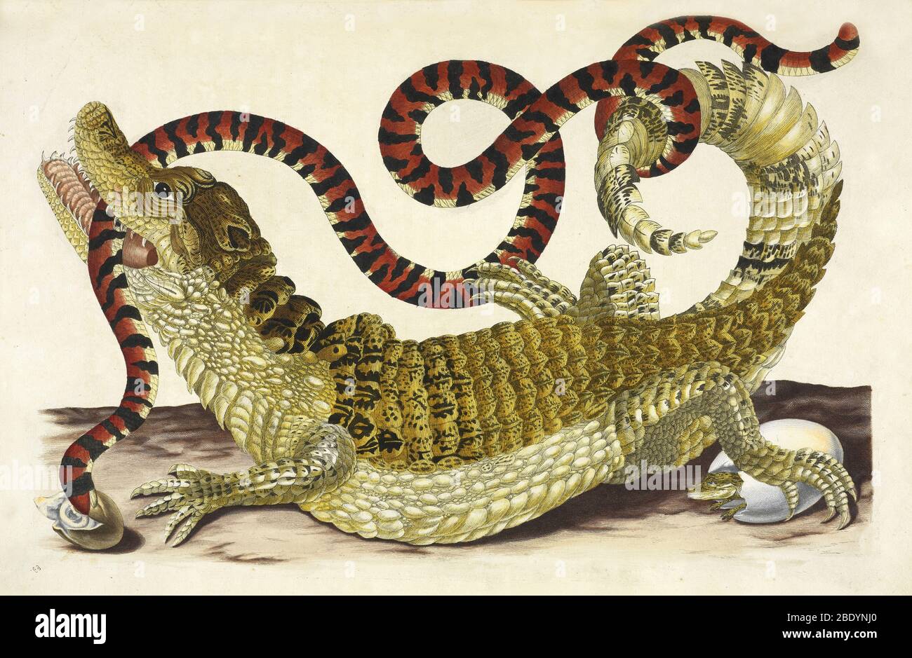Caiman Attacking Snake, Maria Merian, 1705 Stock Photo