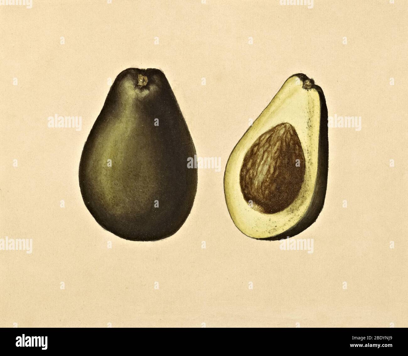 Avocado, 19th Century Stock Photo