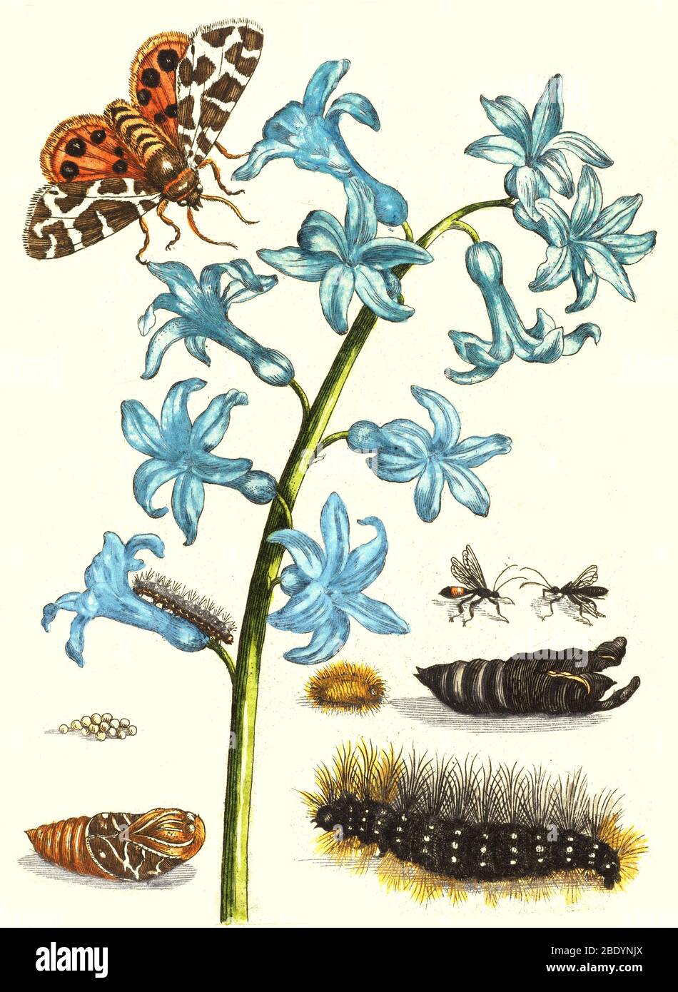 Tiger Moth Metamorphosis and Hyacinth, 1705 Stock Photo