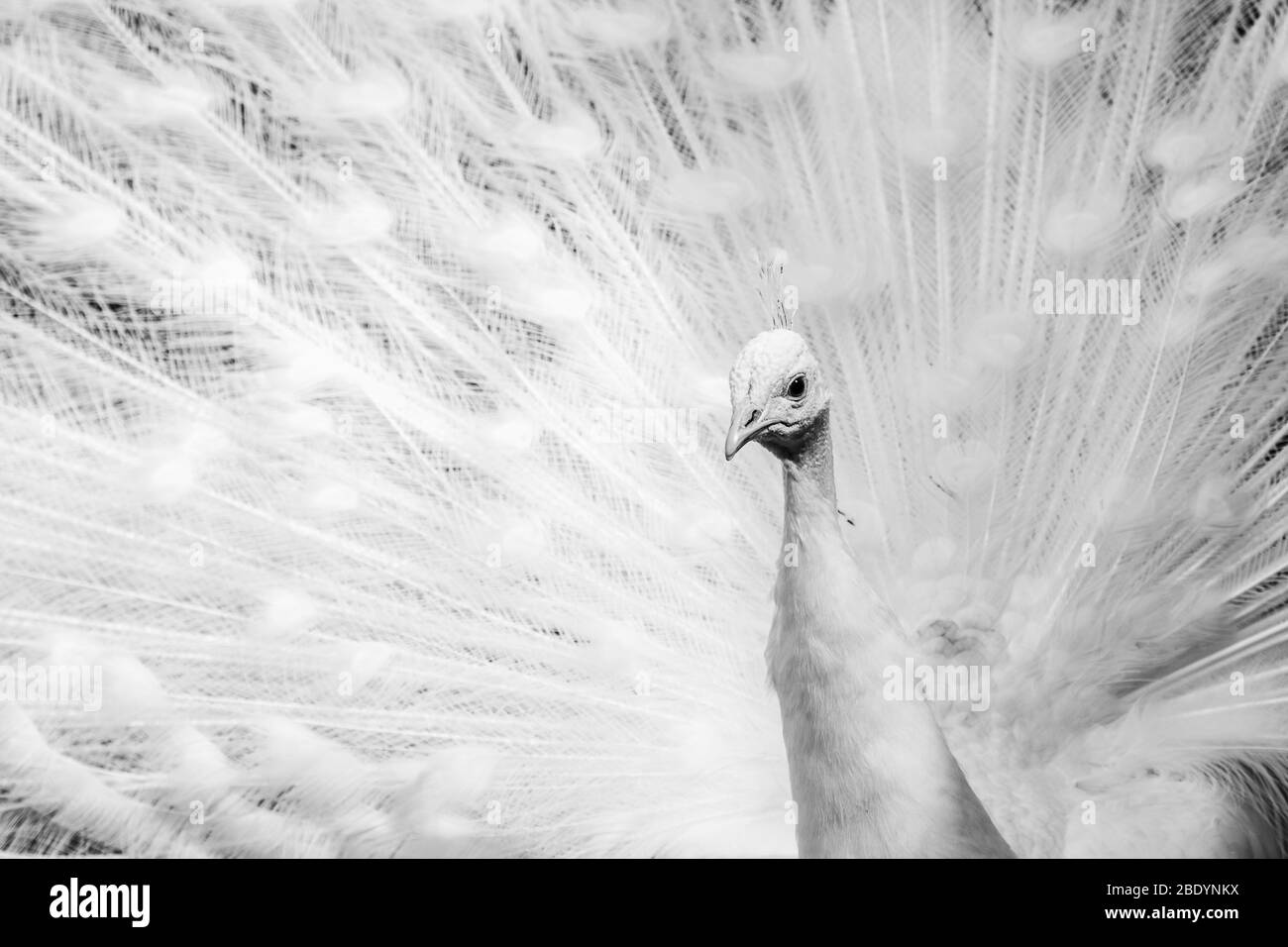 Frame filling image of a white Peafowl with its wings out seen in the spring time of 2019 in Norfolk, England. Stock Photo