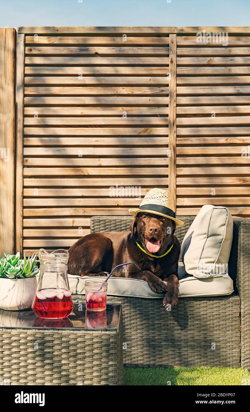 Shot of a Chocolate Labrador relaxing on a summer's day Stock Photo